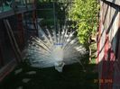 DSC09908