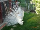 DSC09920