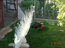 DSC09947