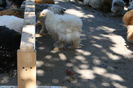 Picture 010