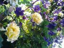 Tr.monlight si clematis.jackmani