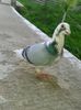 20150522_201833 - Copy