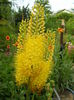 eremurus
