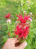 monarda