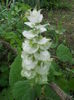 salvia sclarea alba