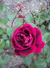 DSC08110