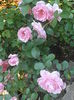 P6030120