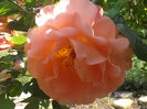 P6030290