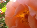 P6030294