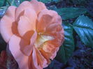 P6050460