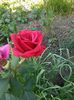 IMG_20150601_090243