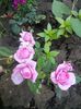 IMG_20150601_090352