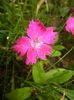 Dianthus Kahori (2015, May 24)