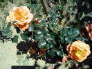 IMG_20150606_120117