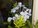 Plumbago