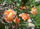 Lady Emma Hamilton