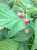 Zmeura "Orange" si "Himbo Top" ,6.06.2