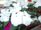 DSCN5754