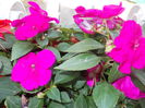 DSCN5755