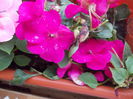 DSCN5757