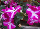 DSCN5761