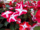 DSCN5763
