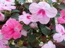 DSCN5765