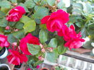 DSCN5769