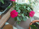 DSCN5771