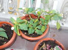 DSCN5773