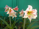 DSCN5825