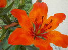 DSCN5849