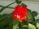 DSCN5852