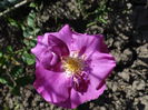 cea de-a doua floare :)