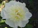 prima floare...