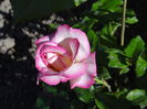 prima floare