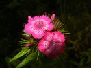 Dianthus babatus (2015, May 25)