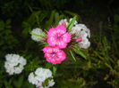 Dianthus babatus (2015, May 25)