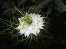 Nigella damascena (2015, May 25)