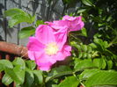 Rosa rugosa (2015, May 26)