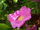 Rosa rugosa (2015, May 26)