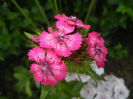 Dianthus barbatus (2015, May 26)