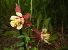 Aquilegia Red & Yellow (2015, May 26)