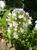 Dianthus barbatus (2015, May 31)
