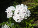 Dianthus barbatus (2015, May 31)