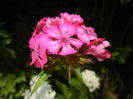 Dianthus barbatus (2015, May 31)