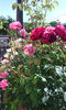 IMG_20150607_103156[1]