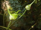 Allium Hair (2015, June 04)