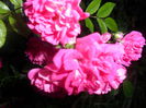 SAM_5673