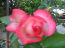 SAM_5675